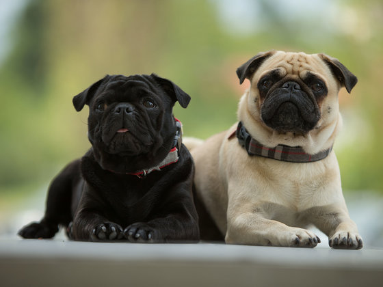Welcome to the Hotel Liebmann in Laßnitzhöhe
