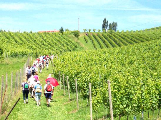Hiking through the beautiful wine route in southern Styria