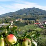 Apples as far as the eye can see, only here in the Styrian Apple Road